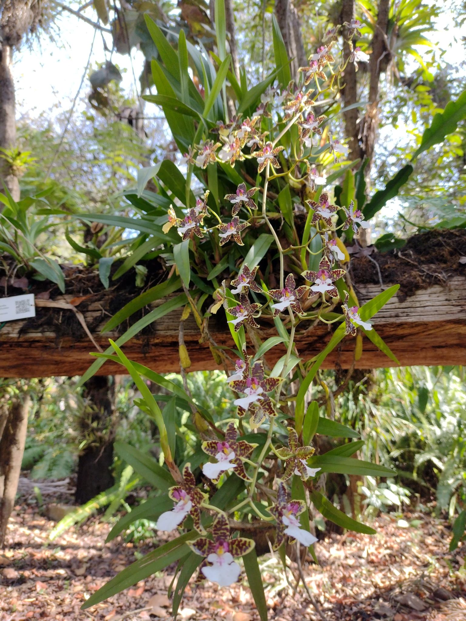 Oncidium leucochillum
